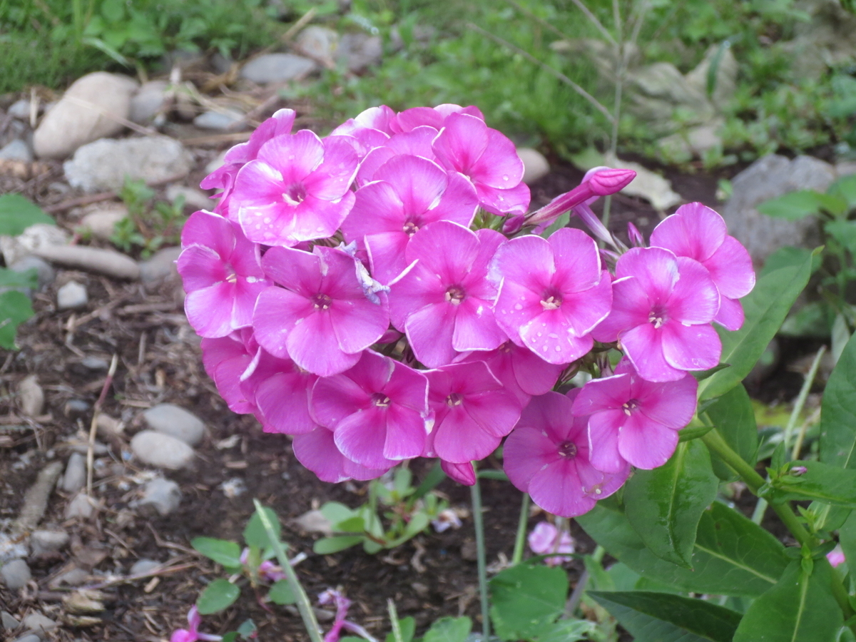 f:id:endokoro728:20190901212105j:plain f:id:endokoro728:20190901212105j:plain