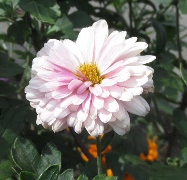 f:id:endokoro728:20190919205335j:plain f:id:endokoro728:20190919205335j:plain
