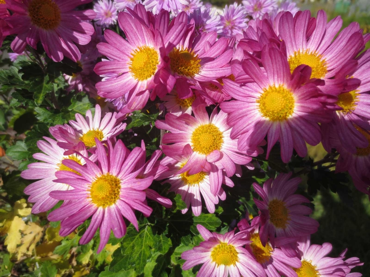f:id:endokoro728:20191104211641j:plain f:id:endokoro728:20191104211641j:plain