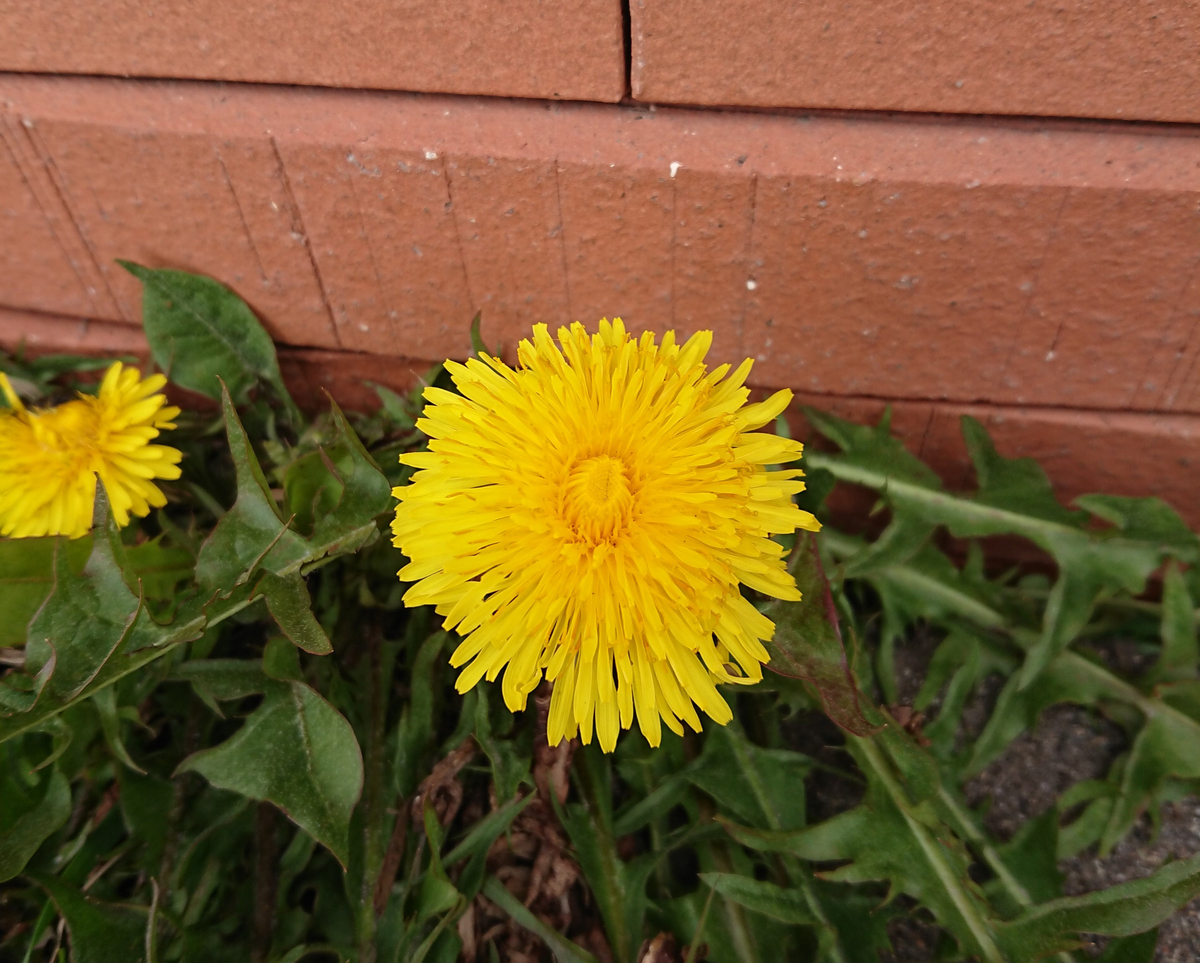 f:id:endokoro728:20200419211534j:plain f:id:endokoro728:20200419211534j:plain
