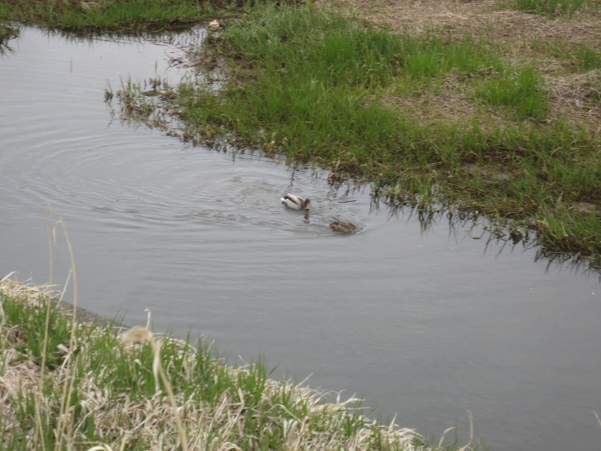 f:id:endokoro728:20200420164803j:plain f:id:endokoro728:20200420164803j:plain