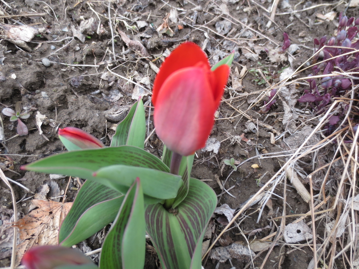 f:id:endokoro728:20200426210411j:plain f:id:endokoro728:20200426210411j:plain