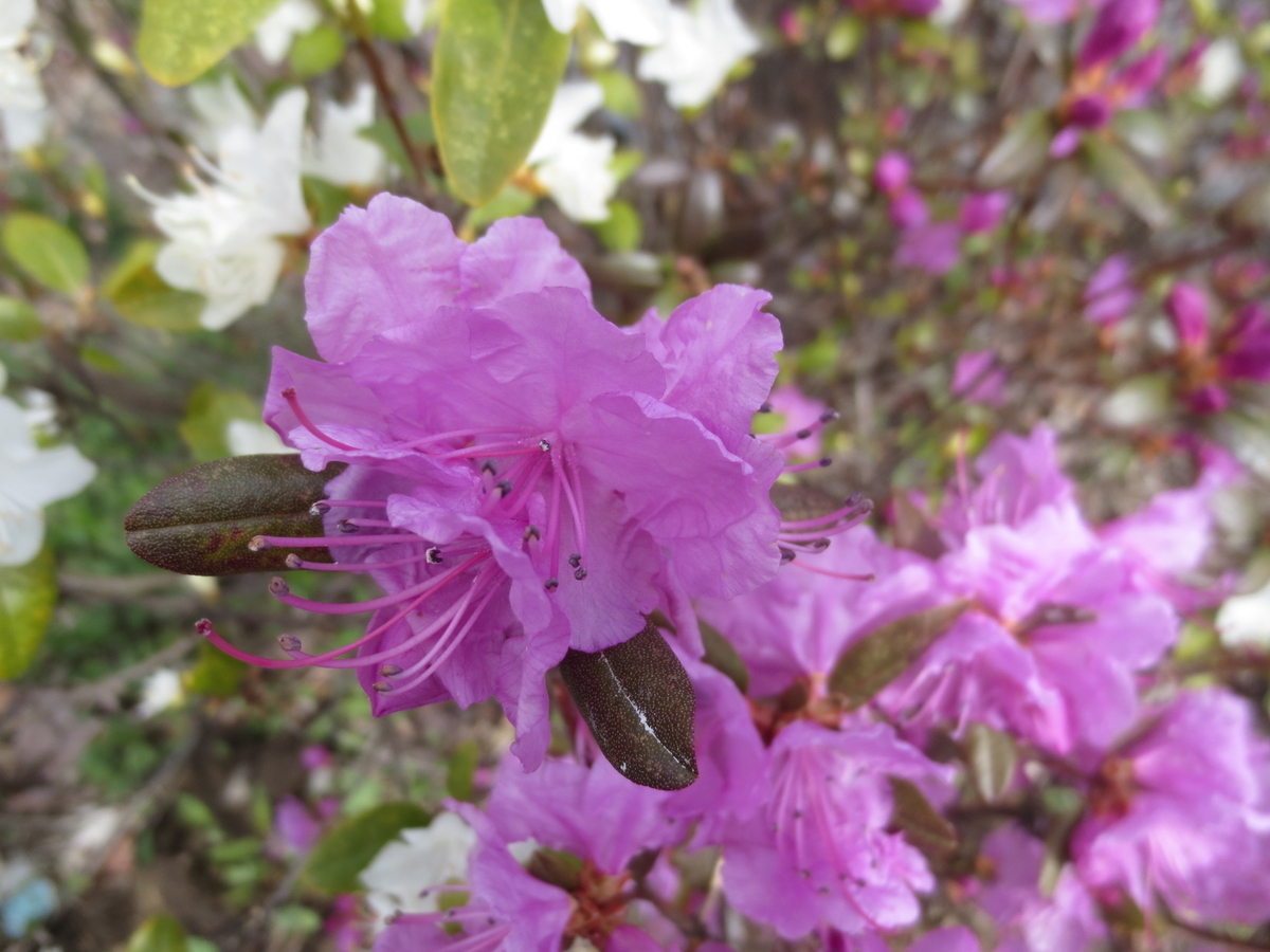 f:id:endokoro728:20200427165047j:plain f:id:endokoro728:20200427165047j:plain