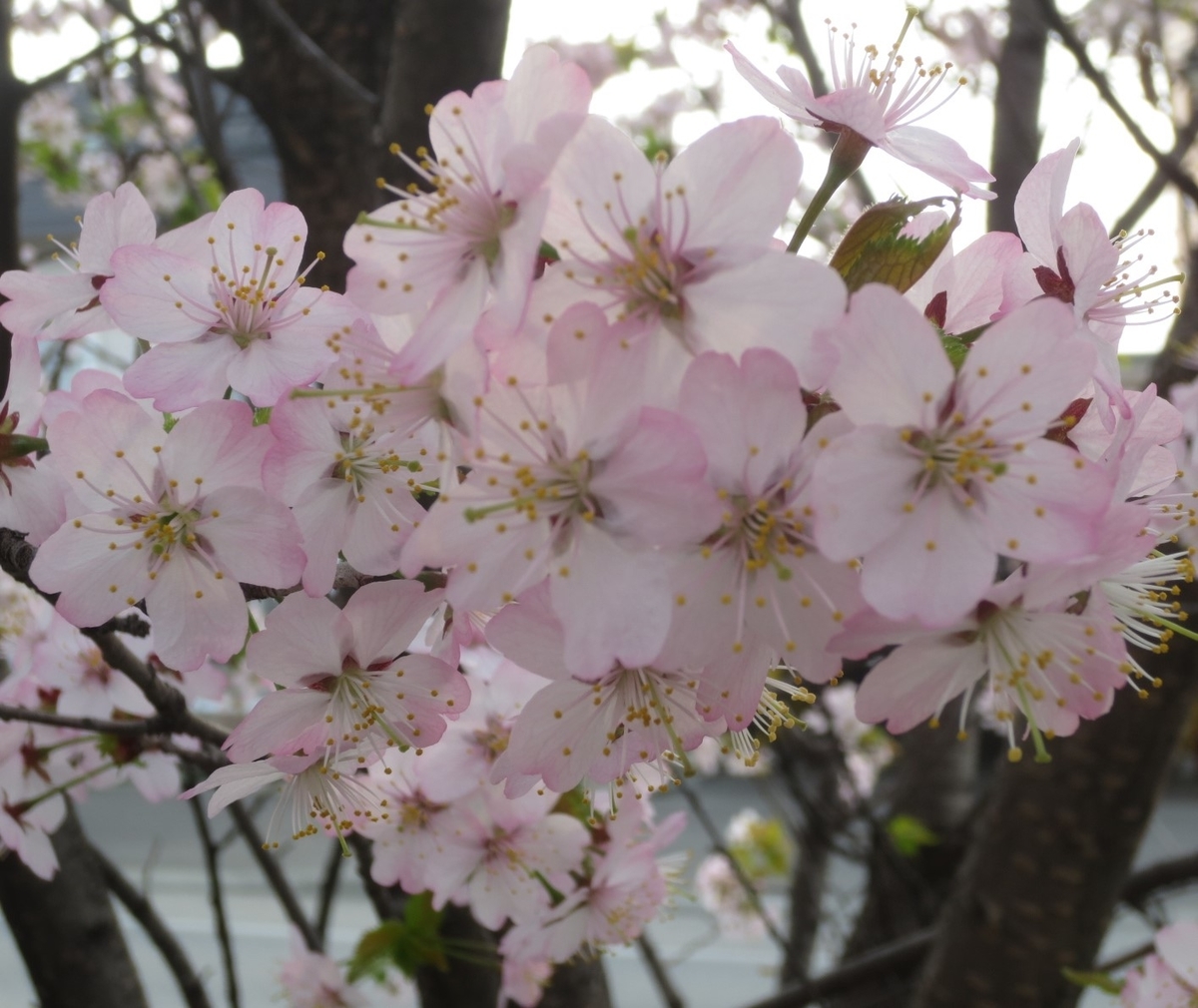 f:id:endokoro728:20200505173429j:plain f:id:endokoro728:20200505173429j:plain