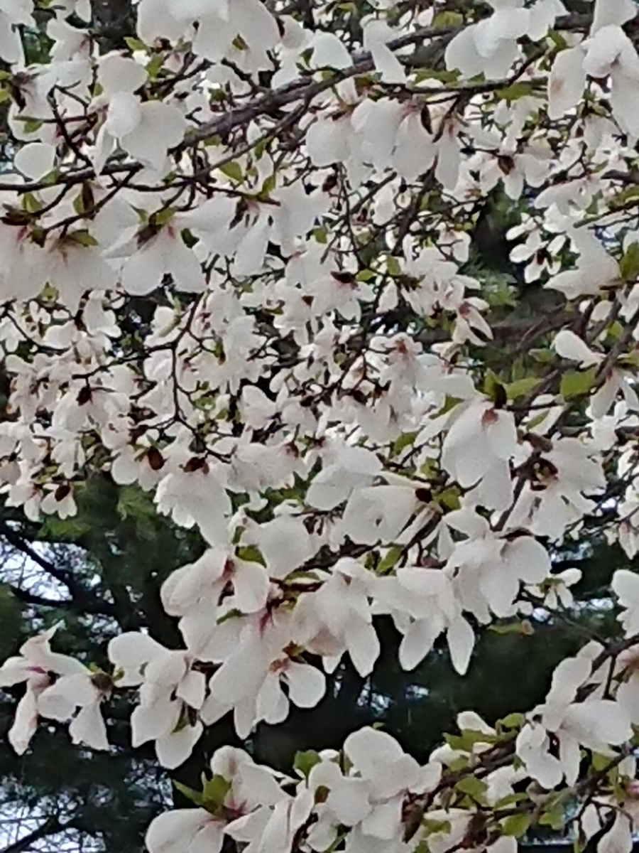 f:id:endokoro728:20200526173458j:plain f:id:endokoro728:20200526173458j:plain