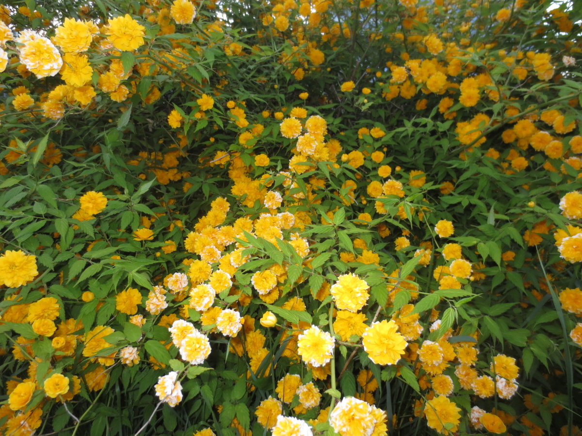 f:id:endokoro728:20200602173135j:plain f:id:endokoro728:20200602173135j:plain