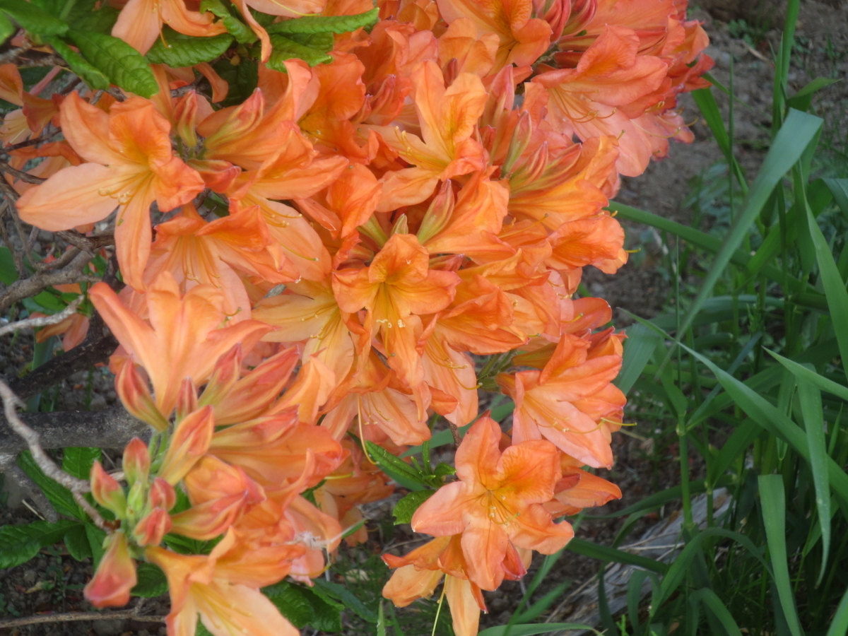 f:id:endokoro728:20200614205539j:plain f:id:endokoro728:20200614205539j:plain