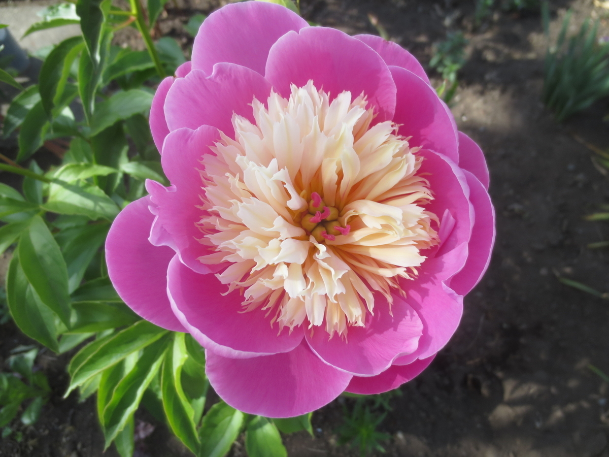 f:id:endokoro728:20200618210518j:plain f:id:endokoro728:20200618210518j:plain