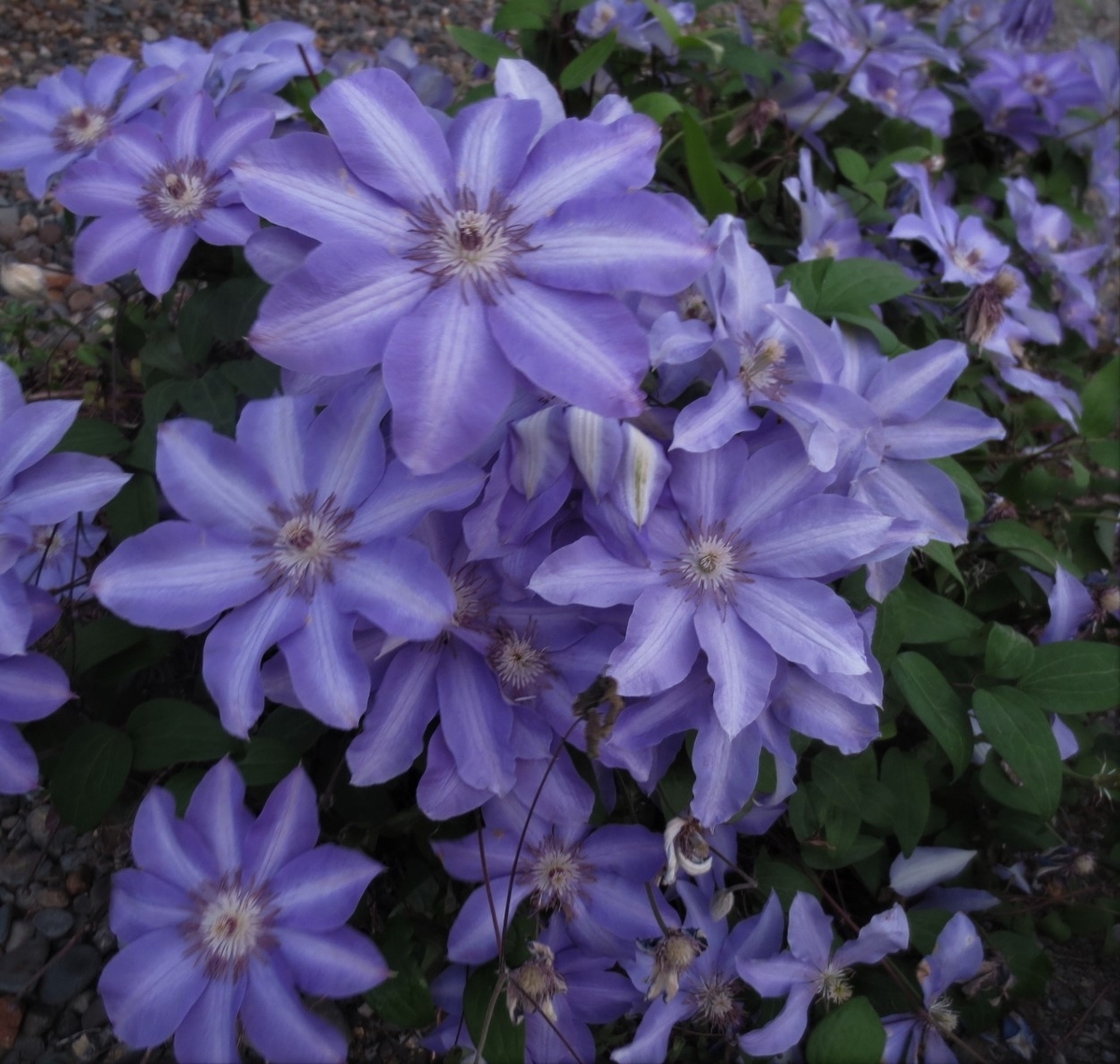 f:id:endokoro728:20200623170545j:plain f:id:endokoro728:20200623170545j:plain