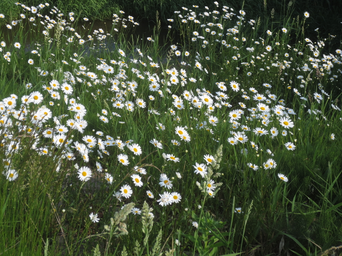 f:id:endokoro728:20200629205950j:plain f:id:endokoro728:20200629205950j:plain