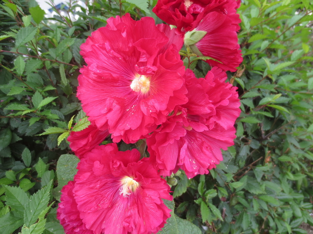 f:id:endokoro728:20200803212727j:plain f:id:endokoro728:20200803212727j:plain