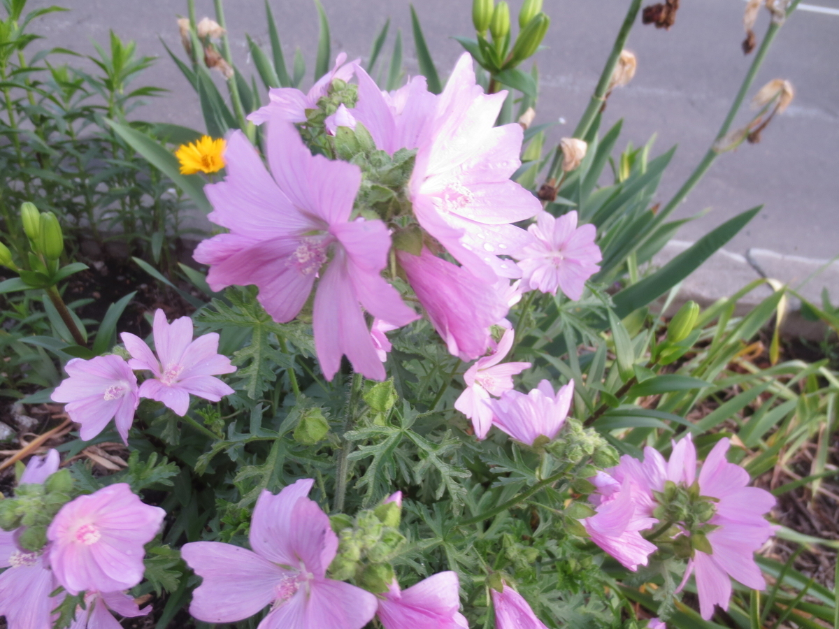 f:id:endokoro728:20200806210712j:plain f:id:endokoro728:20200806210712j:plain