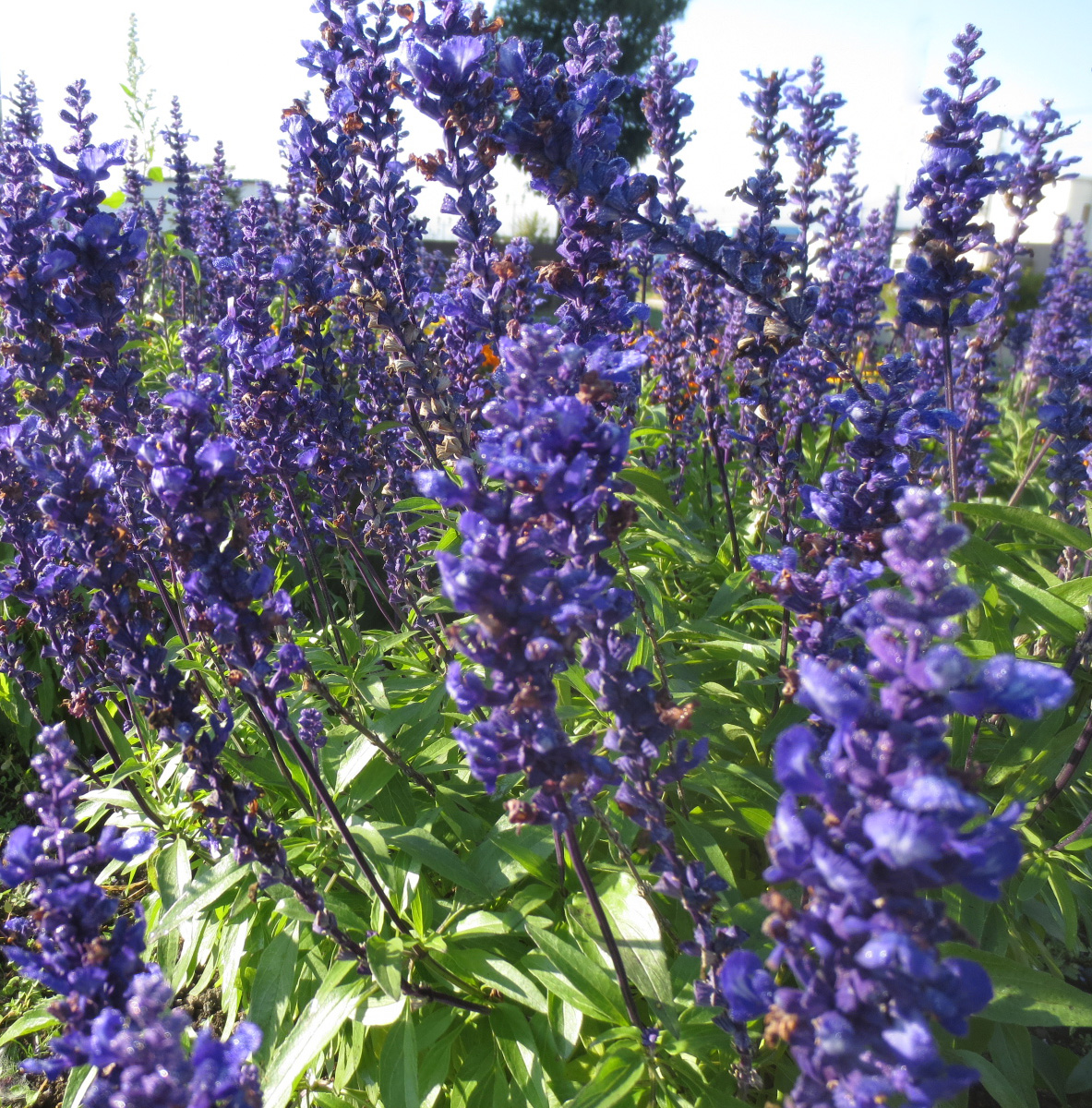 f:id:endokoro728:20200921212525j:plain f:id:endokoro728:20200921212525j:plain