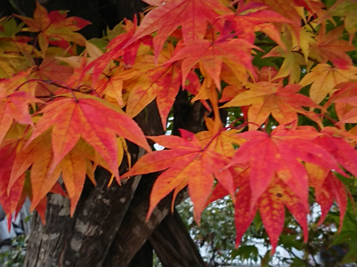 f:id:endokoro728:20201021163726j:plain f:id:endokoro728:20201021163726j:plain
