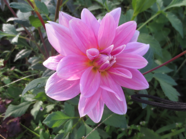 f:id:endokoro728:20210902211306j:plain