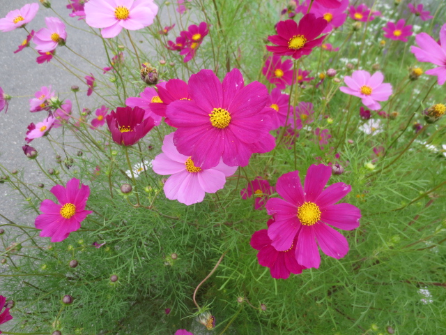 f:id:endokoro728:20210927210354j:plain