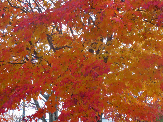 f:id:endokoro728:20211105172536j:plain