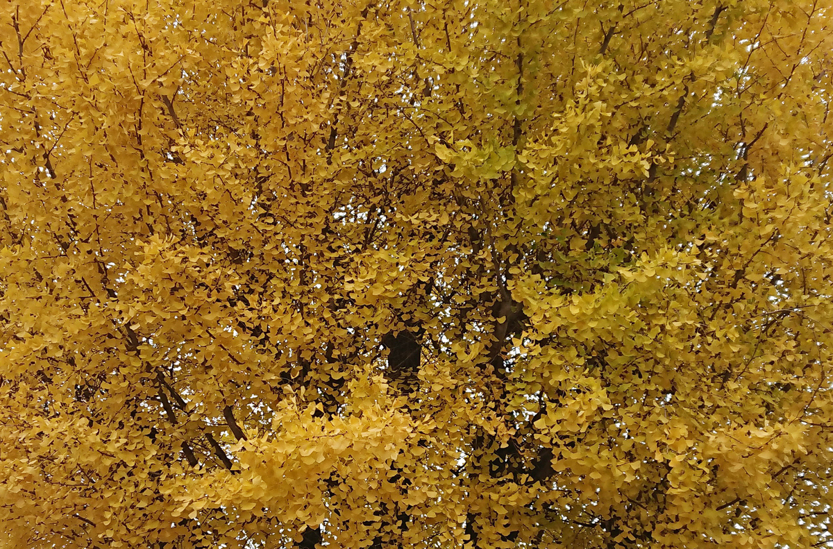 f:id:endokoro728:20211124210953j:plain