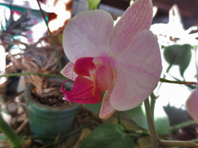 f:id:endokoro728:20220112213852j:plain