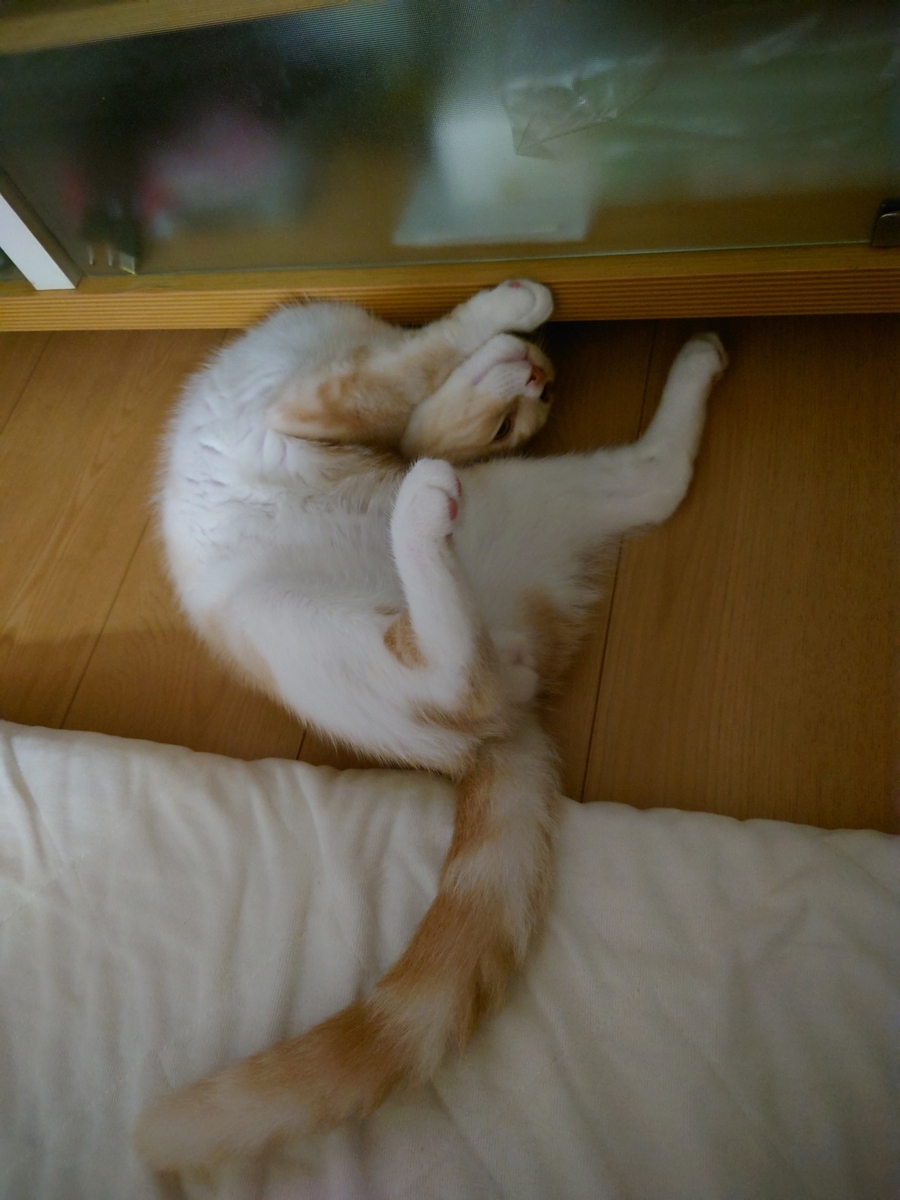 写真集 寝相が悪いですね クルクルくるみ