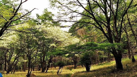 f:id:endy3:20200604123534j:plain f:id:endy3:20200604123534j:plain