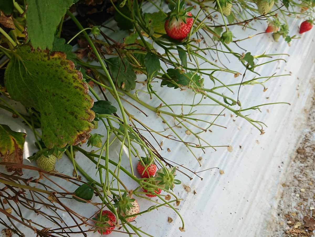f:id:energy_kego:20190505164408j:plain