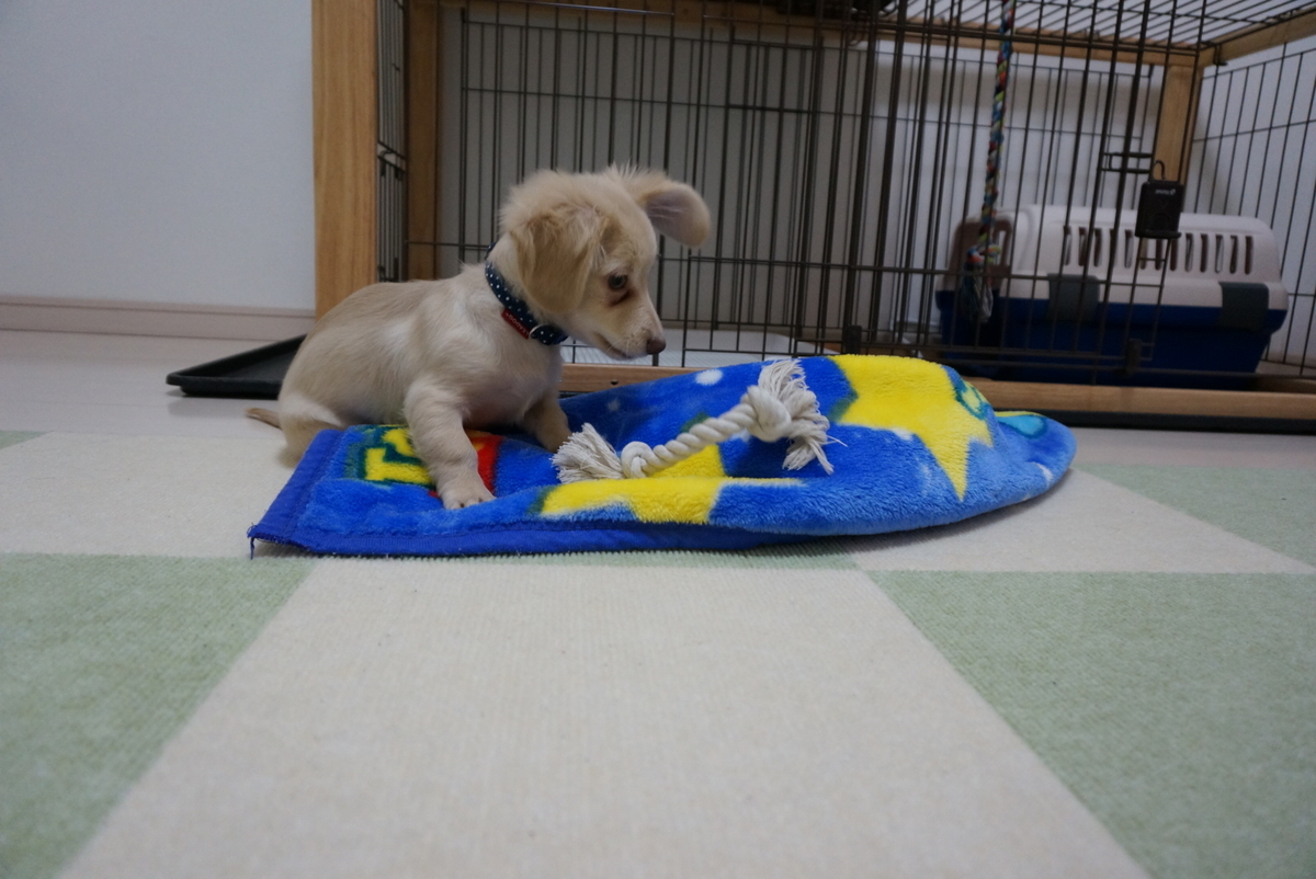 f:id:eng_kt:20191130221849j:plain f:id:eng_kt:20191130221849j:plain