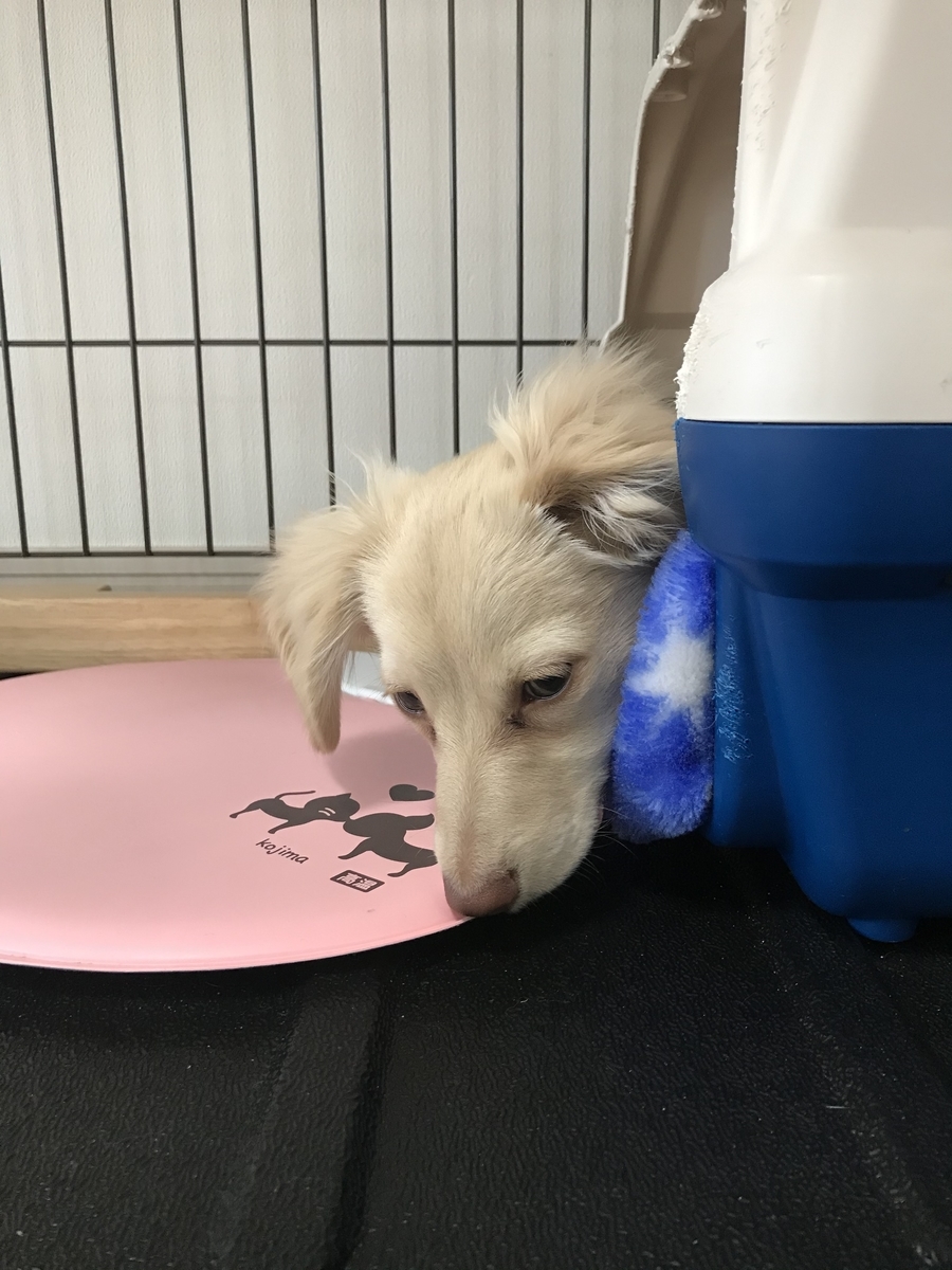 チワックス 子犬生後５か月歯が抜けました チワックスのリーチと過ごす日常