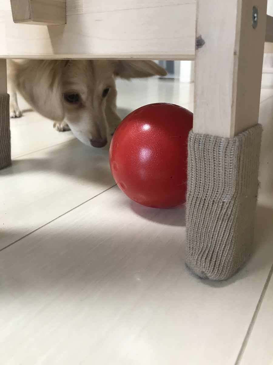 チワックス 子犬生後6か月は反抗期の時期 ご飯食べないし吠えるしトイレはわざと失敗する チワックスのリーチと過ごす日常 チワックス 子犬生後6か月は反抗期の時期 ご飯食べないし吠えるしトイレはわざと失敗する チワックスのリーチと過ごす日常