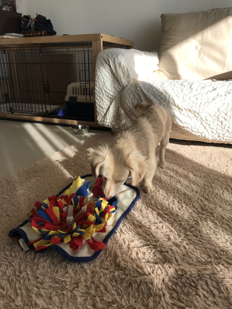 チワックス 子犬生後6か月は反抗期の時期 ご飯食べないし吠えるしトイレはわざと失敗する チワックスのリーチと過ごす日常 チワックス 子犬生後6か月は反抗期の時期 ご飯食べないし吠えるしトイレはわざと失敗する チワックスのリーチと過ごす日常
