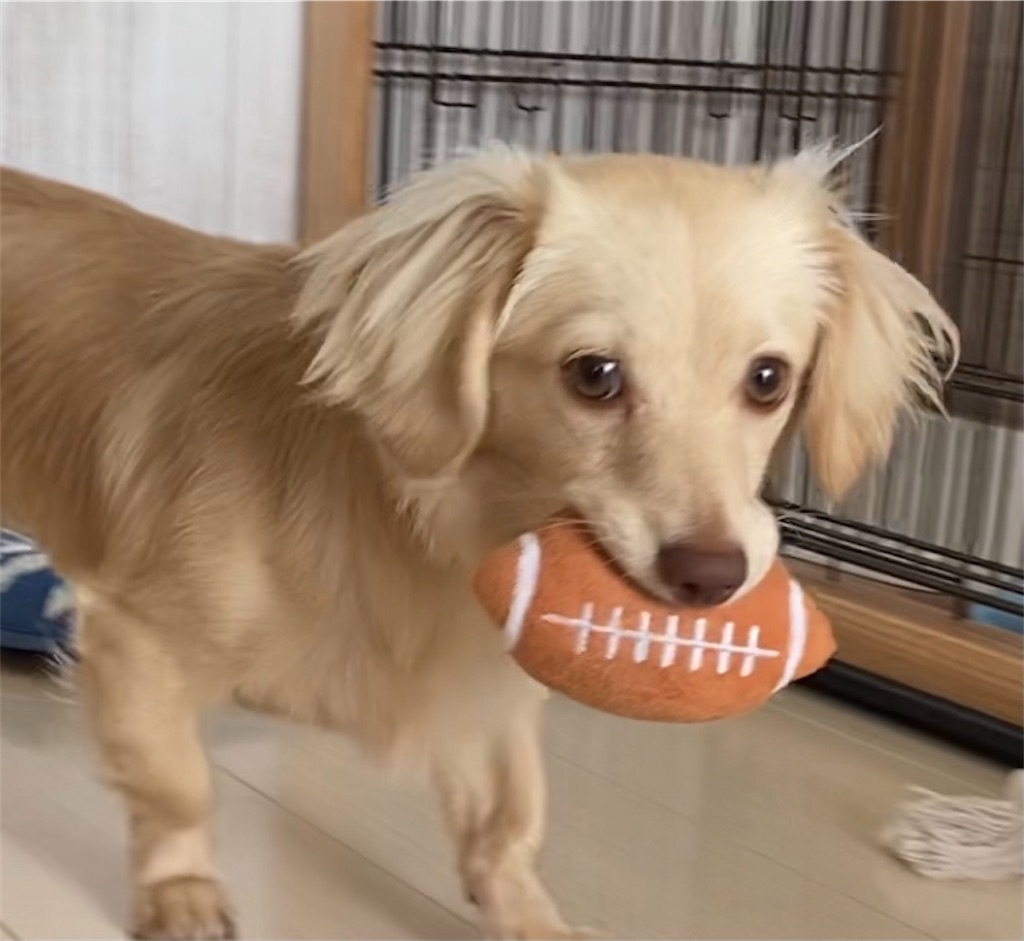 チワックス 子犬から成犬へ 体重や大きさ 成長過程を記録 性格やしつけや画像もアリ 生後3か月4か月5か月6か月7か月8か月9か月10か月 チワックスのリーチと過ごす日常