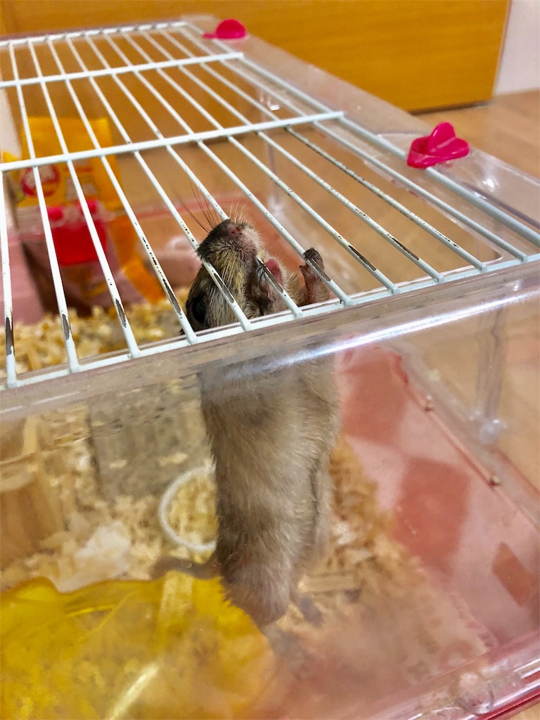 飼育方法について スナネズミの日常