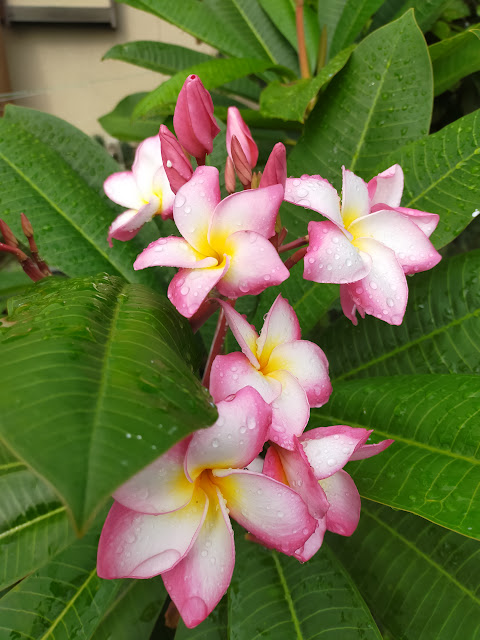 プルメリアの種がとれたので蒔いてみる。 - 園芸沼ブログ
