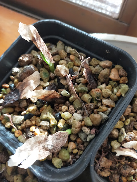 プルメリアの種がとれたので蒔いてみる。 - 園芸沼ブログ