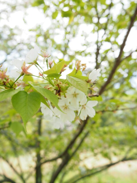 f:id:engineerwisemethod:20170424062132j:image f:id:engineerwisemethod:20170424062132j:image