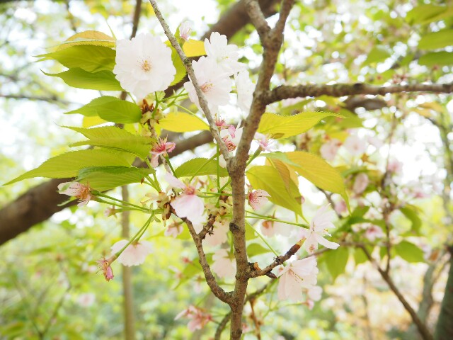 f:id:engineerwisemethod:20170424062217j:image f:id:engineerwisemethod:20170424062217j:image