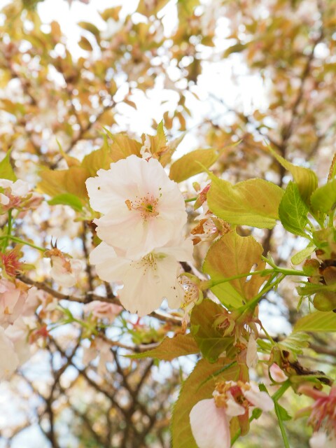 f:id:engineerwisemethod:20170424062313j:image f:id:engineerwisemethod:20170424062313j:image