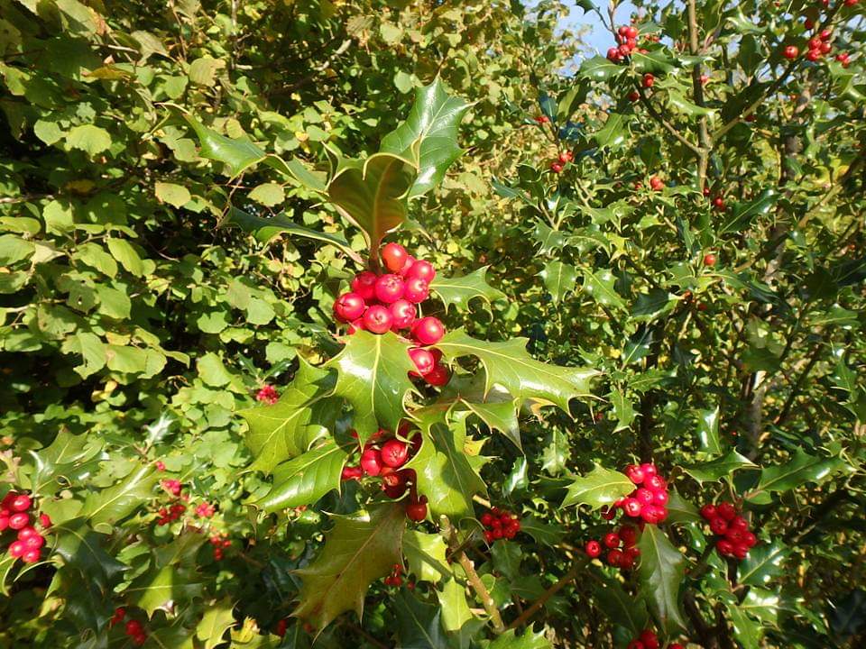 f:id:englandsea:20190825155540j:plain