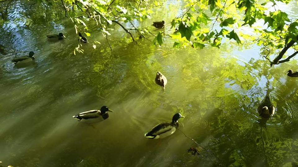 f:id:englandsea:20190827221036j:plain
