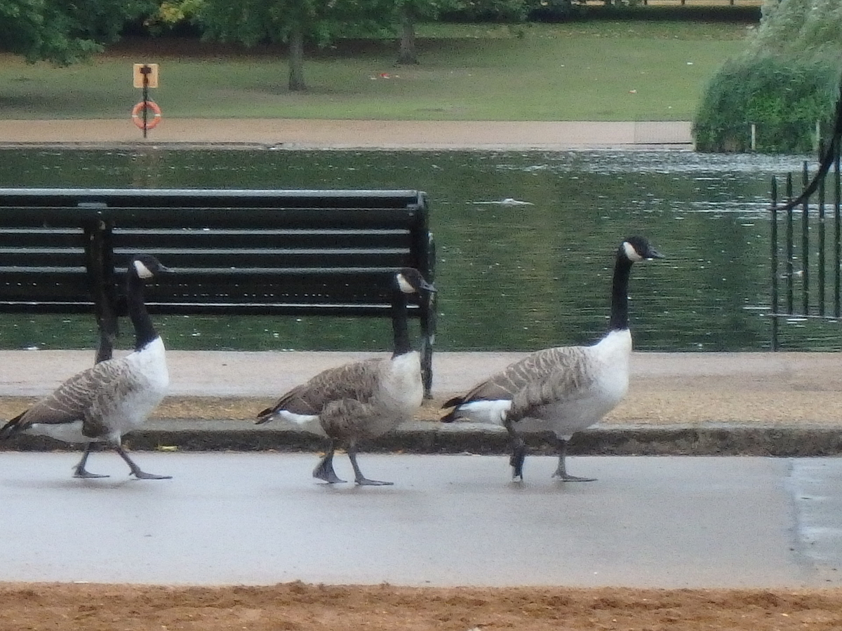 f:id:englandsea:20190914160420j:plain f:id:englandsea:20190914160420j:plain