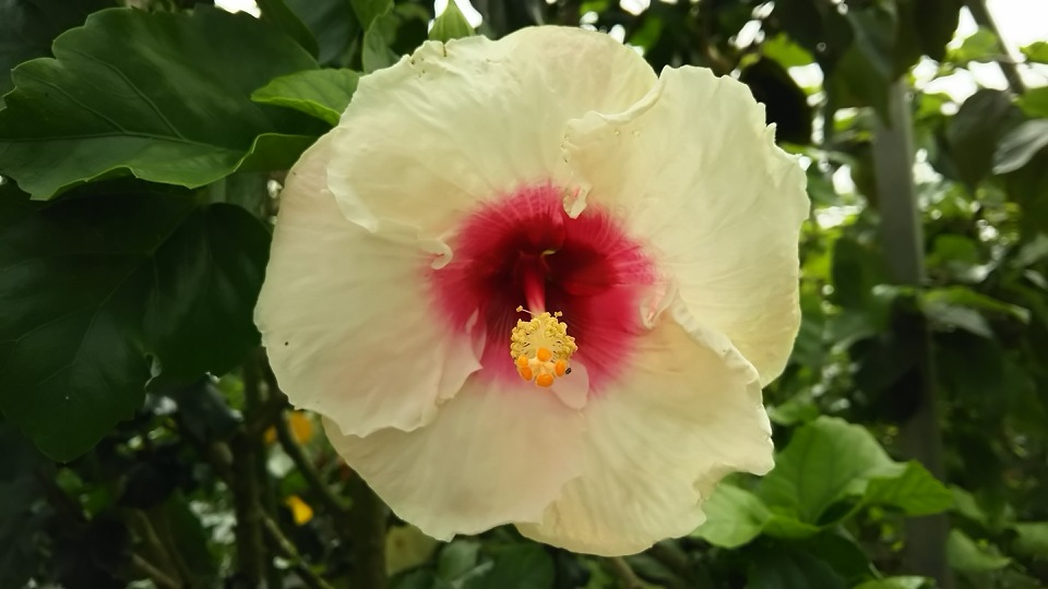 f:id:englandsea:20191002141642j:plain
