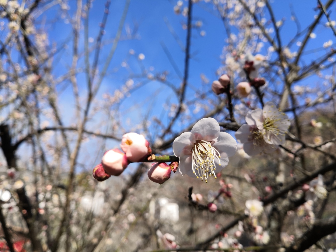 f:id:englandsea:20200212171237j:plain f:id:englandsea:20200212171237j:plain