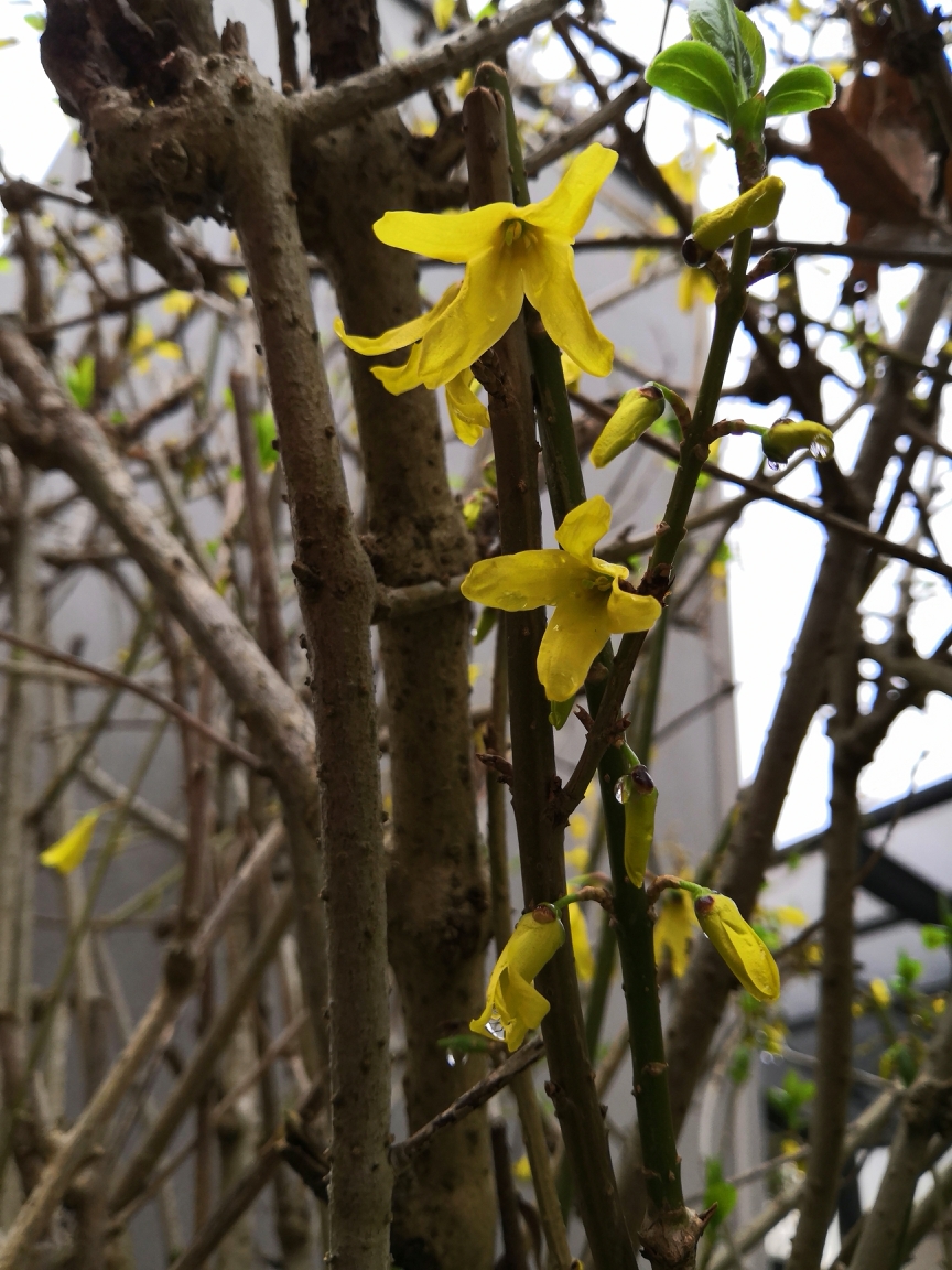 f:id:englandsea:20200323160520j:plain
