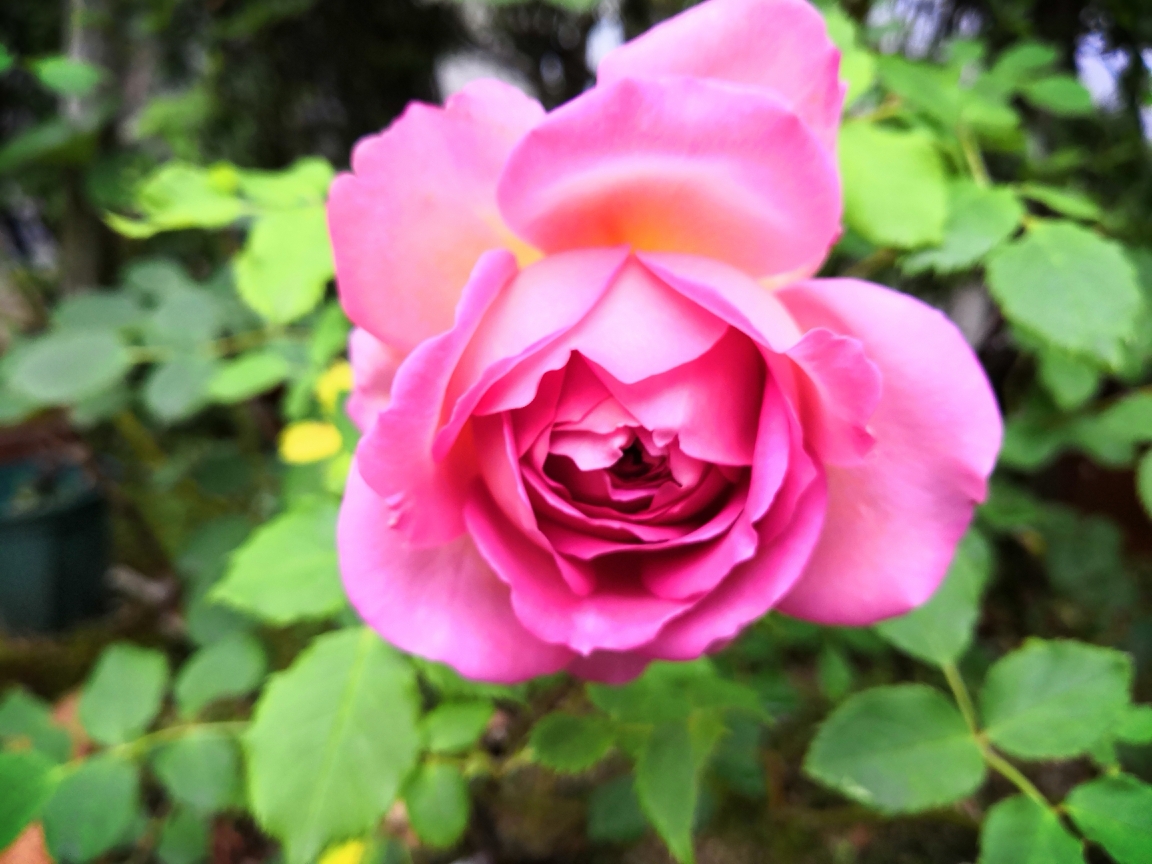 f:id:englandsea:20200519135245j:plain