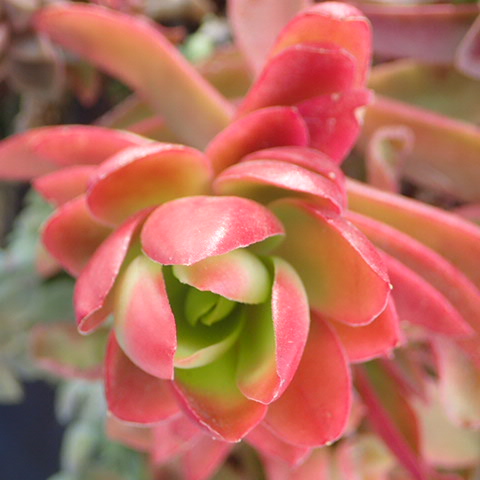 f:id:enishisoul:20190316051406j:plain f:id:enishisoul:20190316051406j:plain