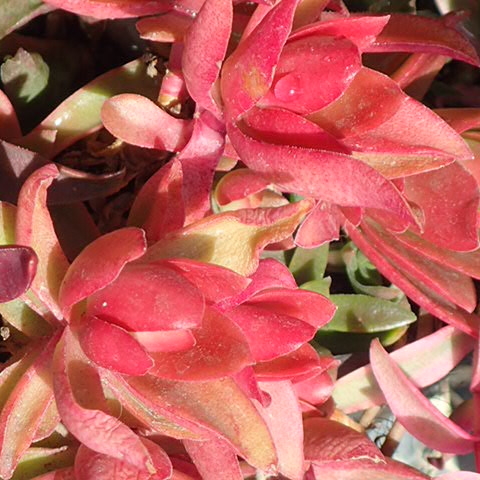 f:id:enishisoul:20190316051447j:plain f:id:enishisoul:20190316051447j:plain