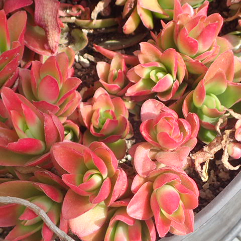 f:id:enishisoul:20190316051457j:plain f:id:enishisoul:20190316051457j:plain