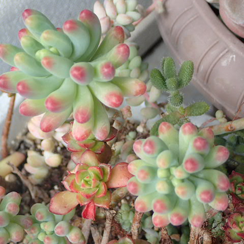 f:id:enishisoul:20190316051518j:plain f:id:enishisoul:20190316051518j:plain