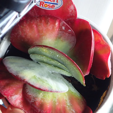 f:id:enishisoul:20190316051536j:plain f:id:enishisoul:20190316051536j:plain