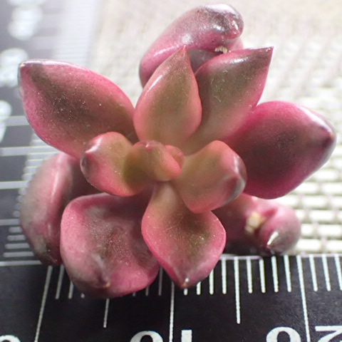 f:id:enishisoul:20190316052137j:plain f:id:enishisoul:20190316052137j:plain